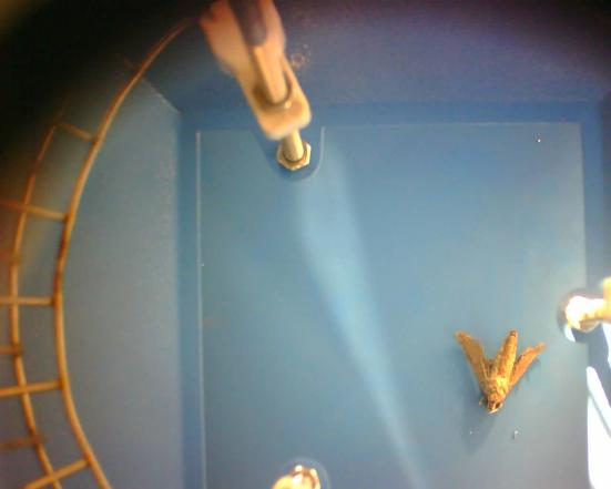 景觀殺蟲燈圖片2 景觀殺蟲燈圖片2