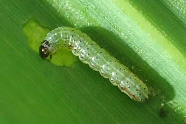 蟲(chóng)情監(jiān)測(cè)圖片1