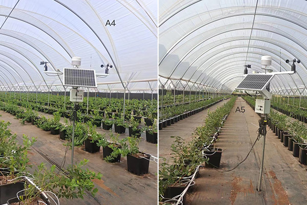 設施藍莓園智能監測設備圖片1 設施藍莓園智能監測設備圖片1