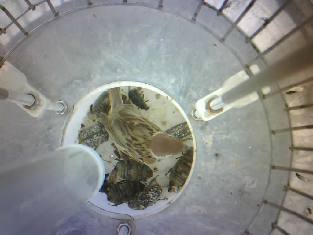 殺蟲燈圖片1 殺蟲燈圖片1