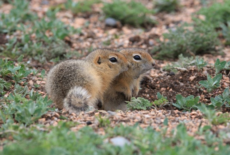 物聯網AEEMS智慧鼠害監測系統圖片 物聯網AEEMS智慧鼠害監測系統圖片