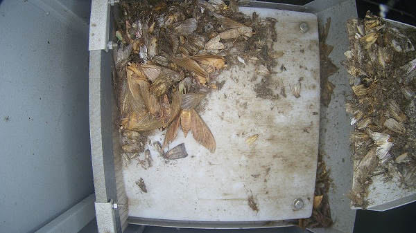 蟲情監測圖片1 蟲情監測圖片1