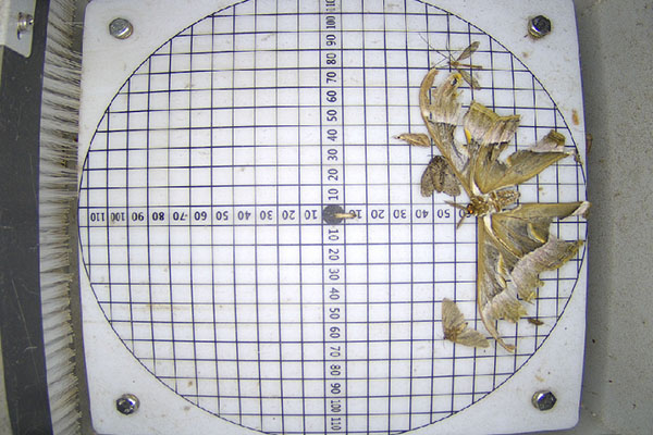 蟲情預警圖片1 蟲情預警圖片1