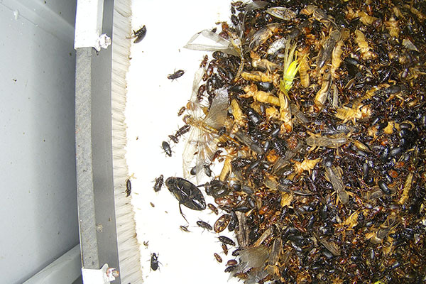 蟲情預警圖片4 蟲情預警圖片4