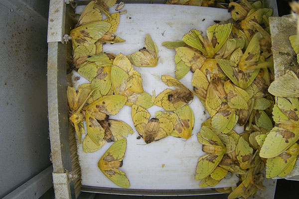 蟲情測報燈圖片3 蟲情測報燈圖片3