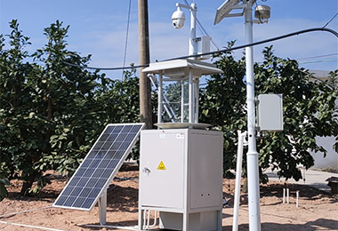 廣東梅州梅州冠誠柚子基地